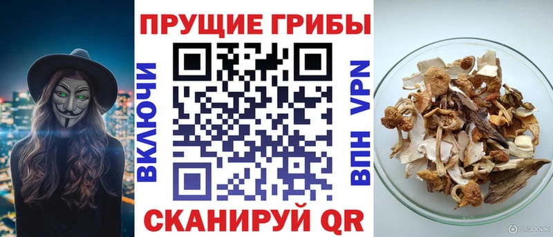 KRAKEN зеркало  Вичуга  Галлюциногенные грибы мицелий 